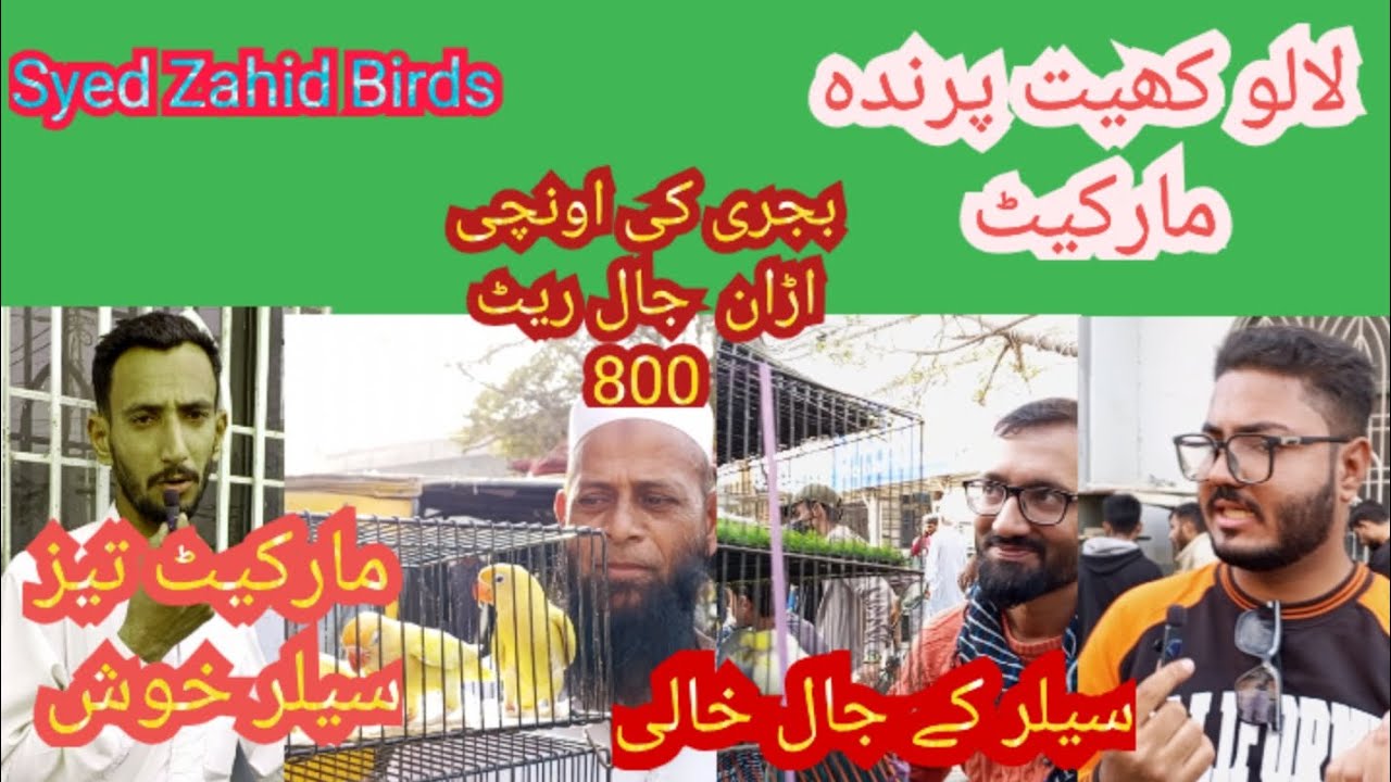 Lalukhet unique and Rare Birds Market|Sunday Birds Market 7-12-2025|javabudgerigar cocktail finches 