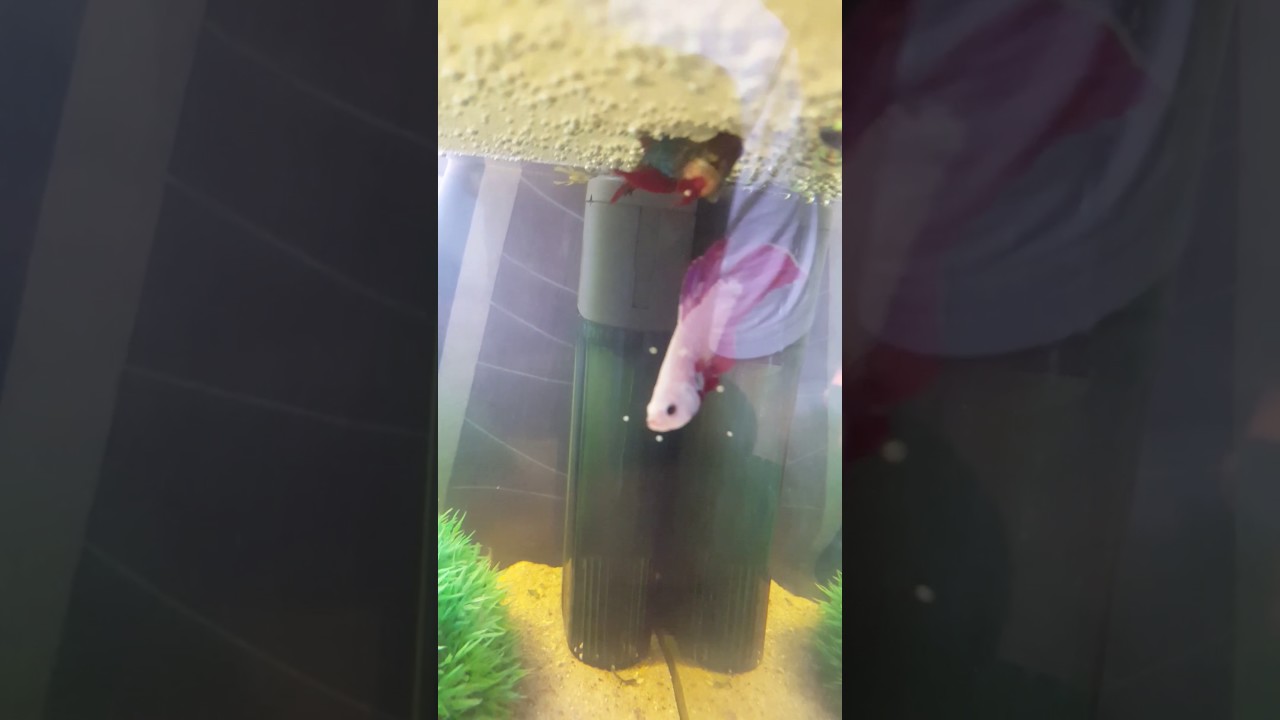 Betta splendens reproduction