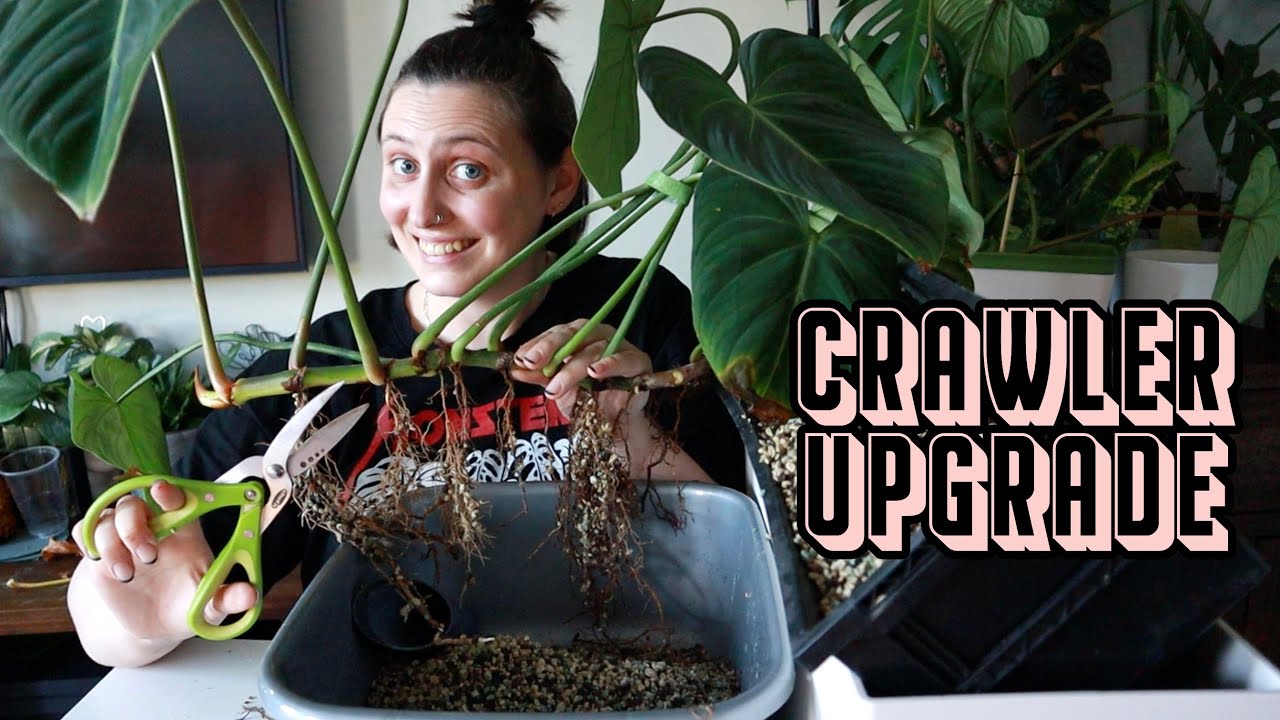 Chopping my Gloriosum & Mamei ✂️ Crawling Philodendron Upgrade