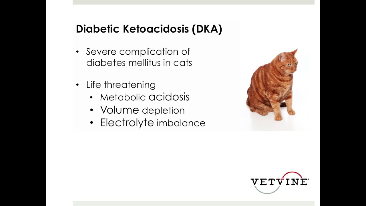 Risk Factors and Outcome Predictors for Cats with DKA