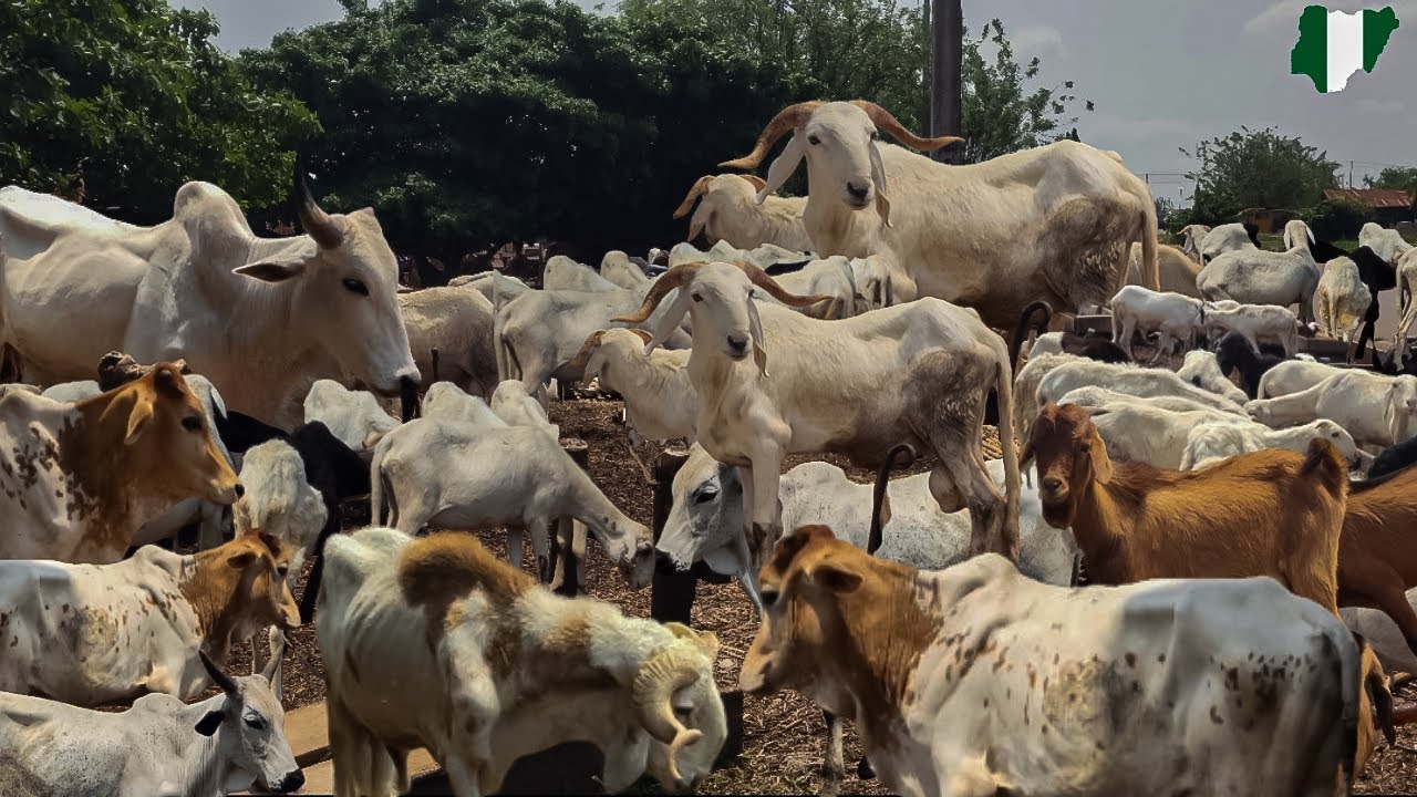 OSOGBO LIVESTOCK MARKET: Latest Prices ($) of Cattle, Cow, Ram & Goat In Osun Nigeria, West Africa 🌍