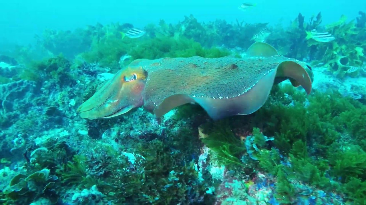 australian giant cuttlefish (sepia apama) changing shape and colours