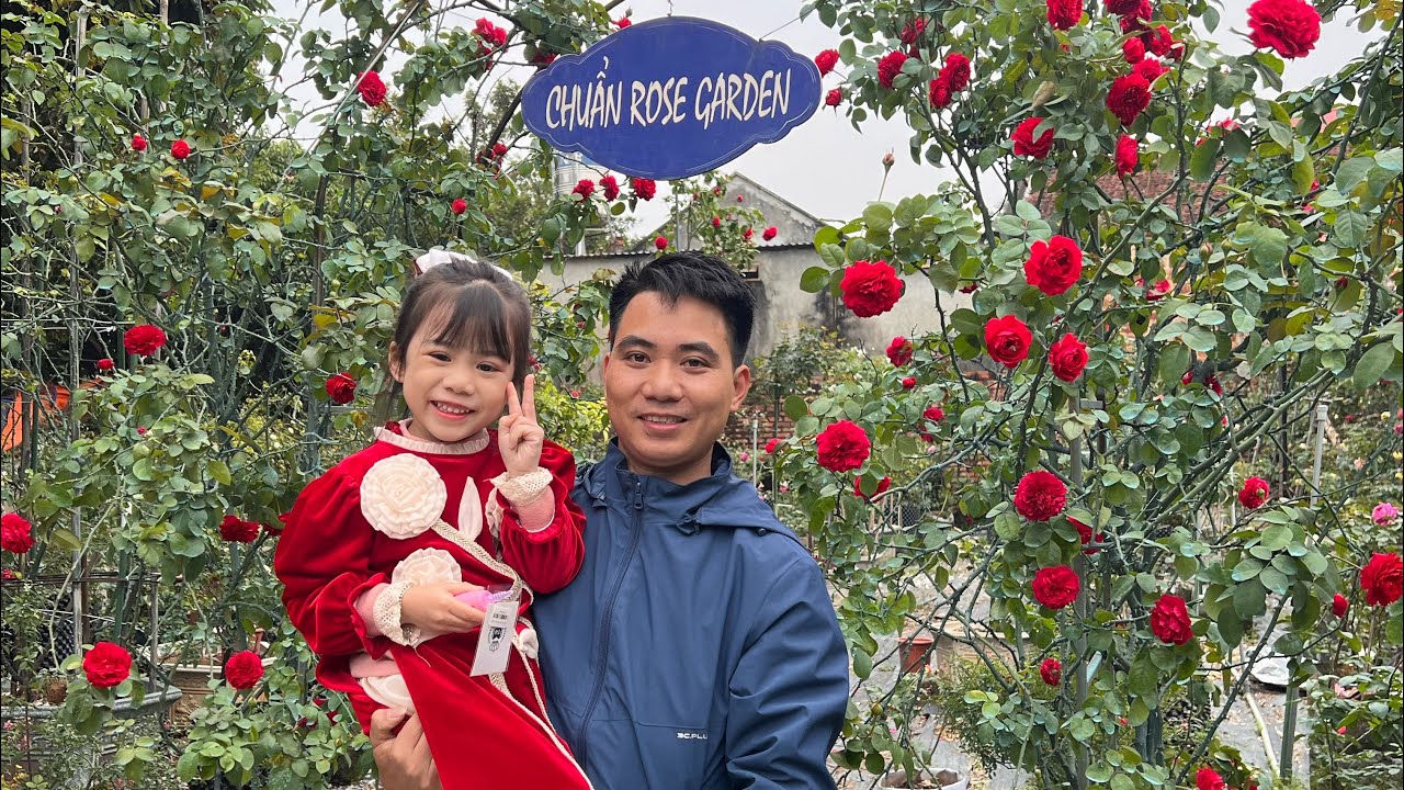 Hoa Hồng leo đỏ sai hoa cực đẹp leonado devince CHUẨN GARDEN TV