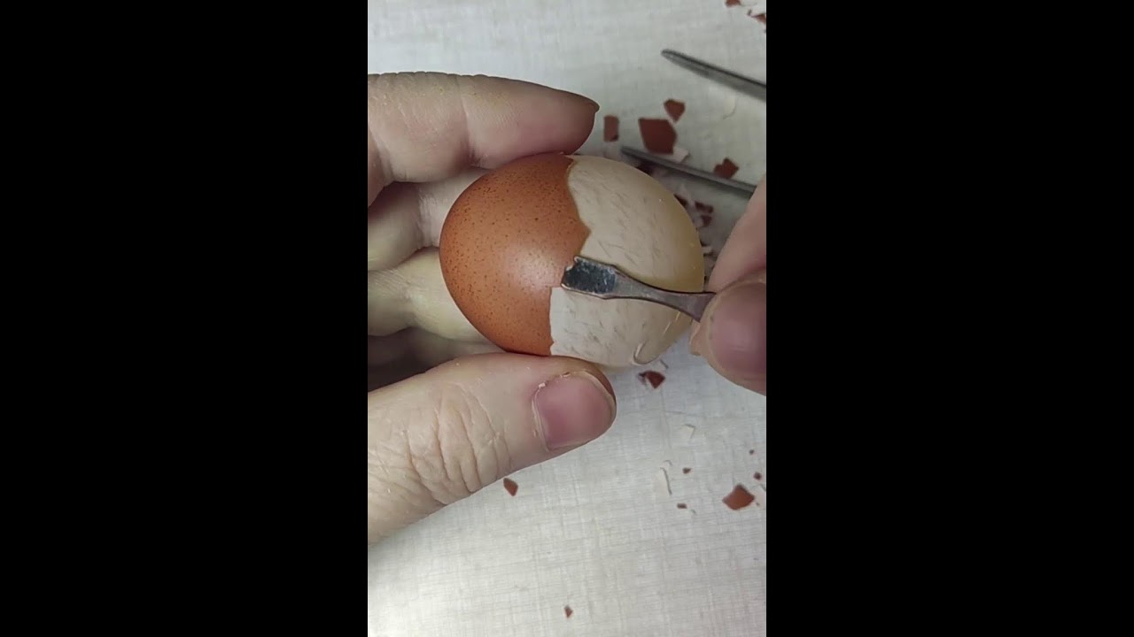 🇧🇾 Скорлупа