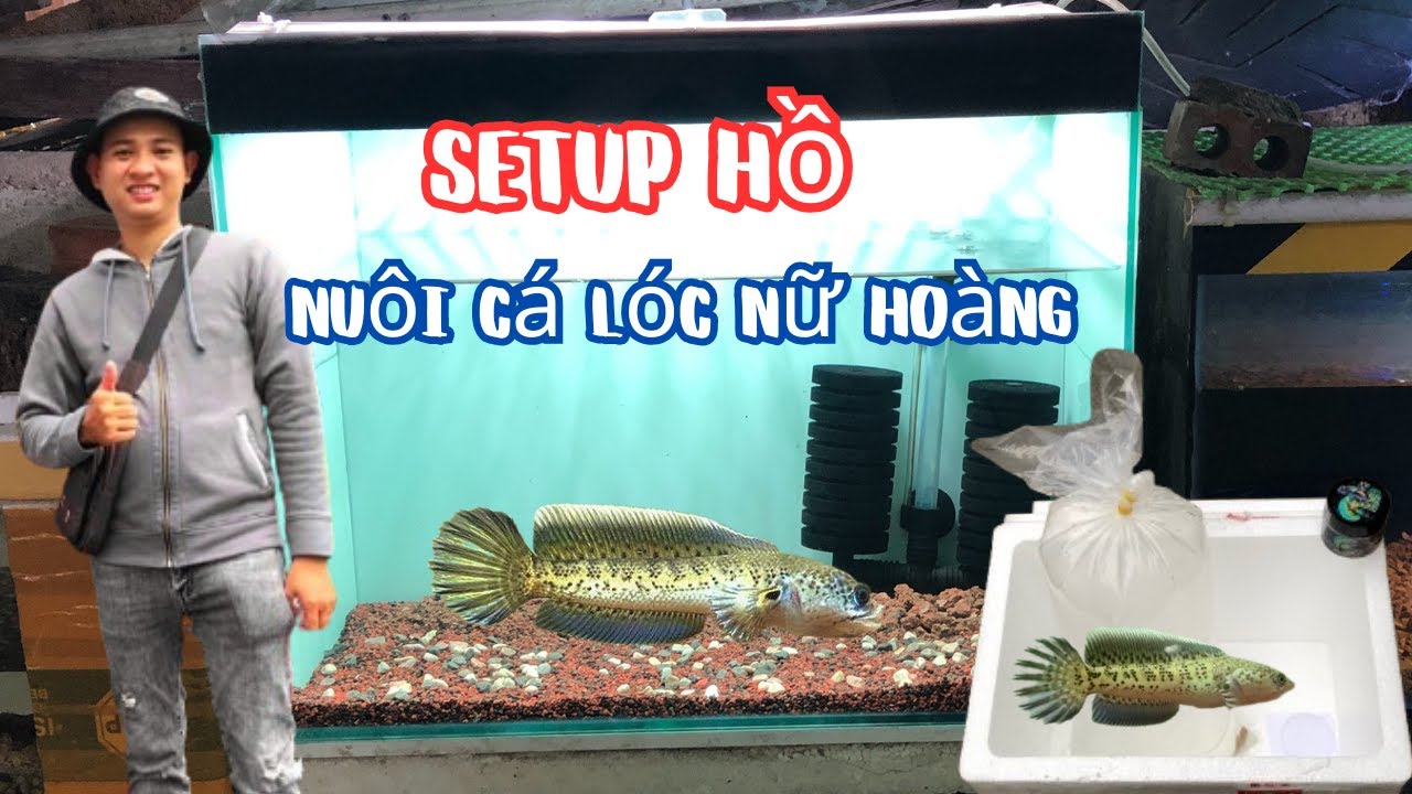 Thu LẠI Hồ Cá Setup Hồ Nuôi Cá Lóc Nữ Hoàng CB Indo Mini