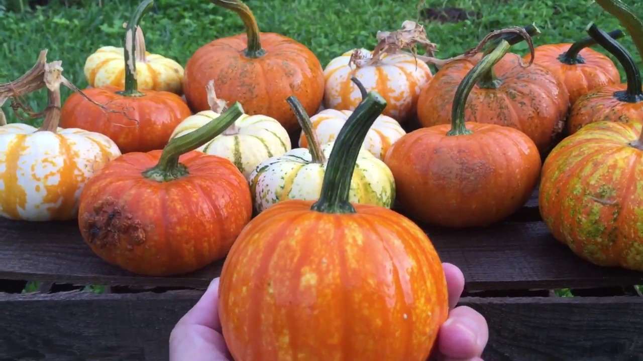 Cultivó de calabazas de Halloween 