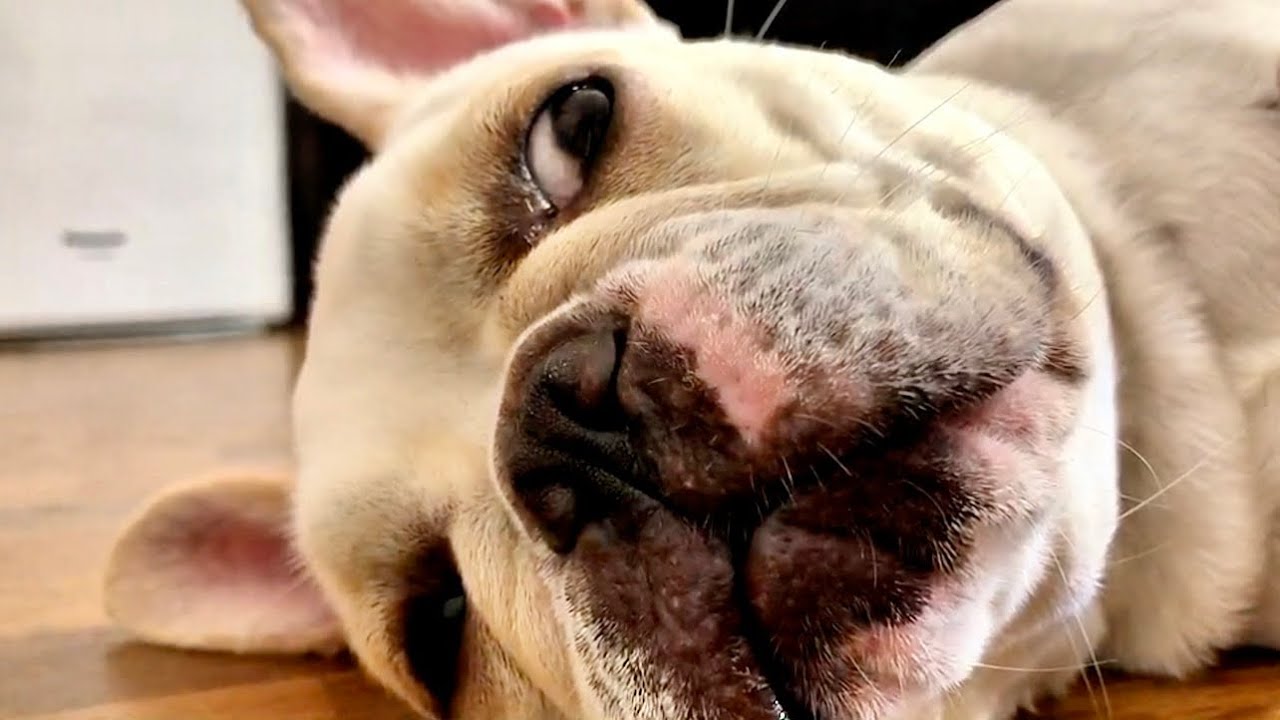【ぶひ録】わが家の愛犬ボスの違和感、皆様お気づきでしょうか？