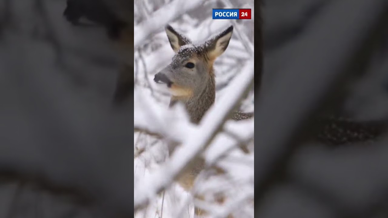 &laquo;Они уже в Подмосковье! Бегите...&raquo;