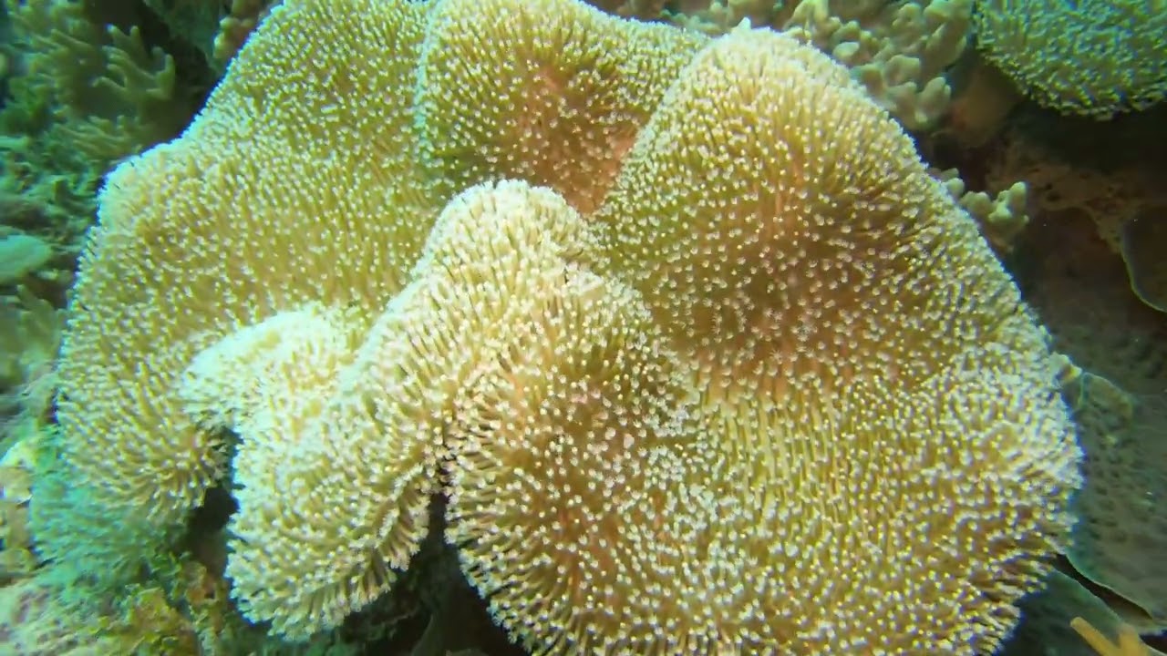 Fiji: Drawaqa island