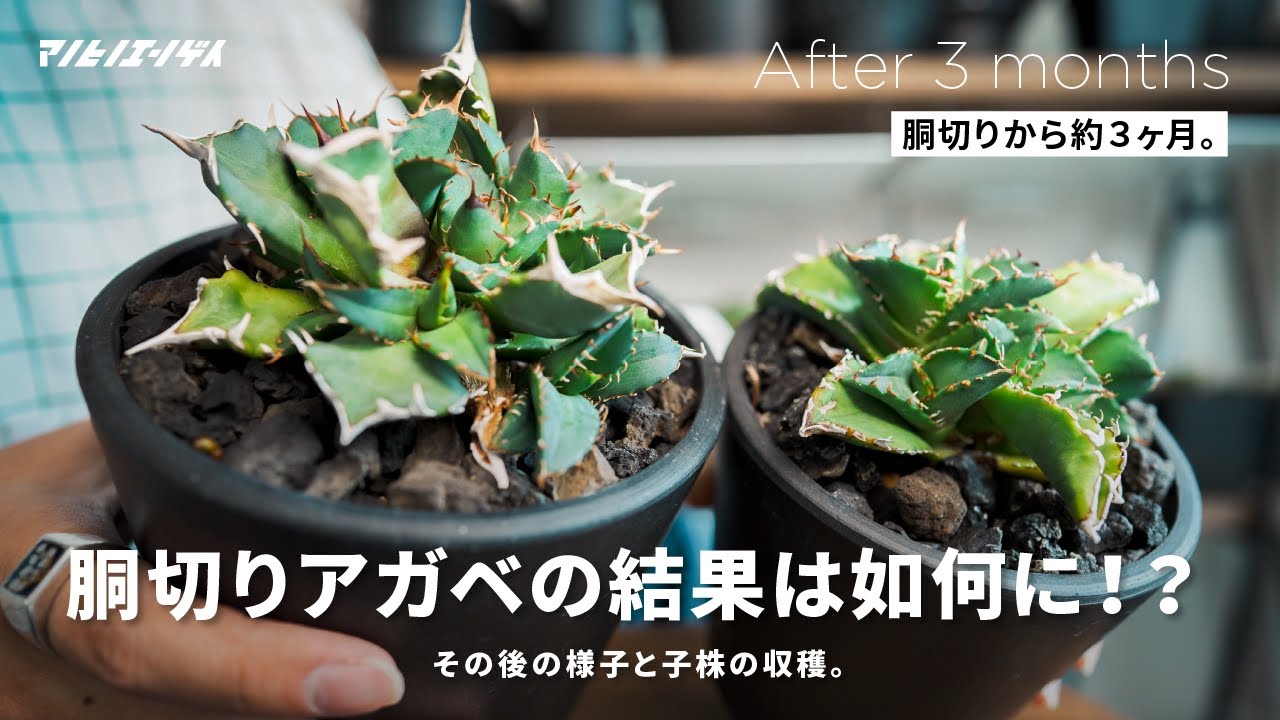 【大収穫】胴切りしたアガベのその後と収穫の様子。｜子株｜胴切り｜アガベチタノタ