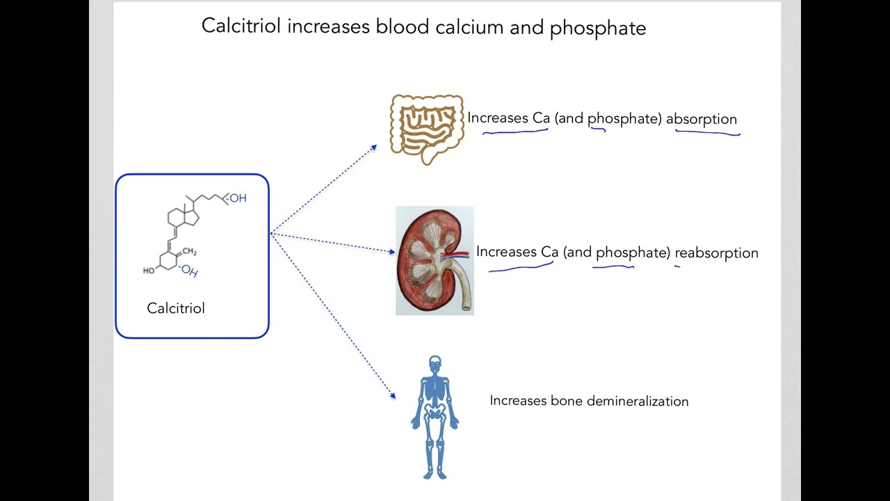 9.6 Calcium regulation by vitamin D (calcitriol)