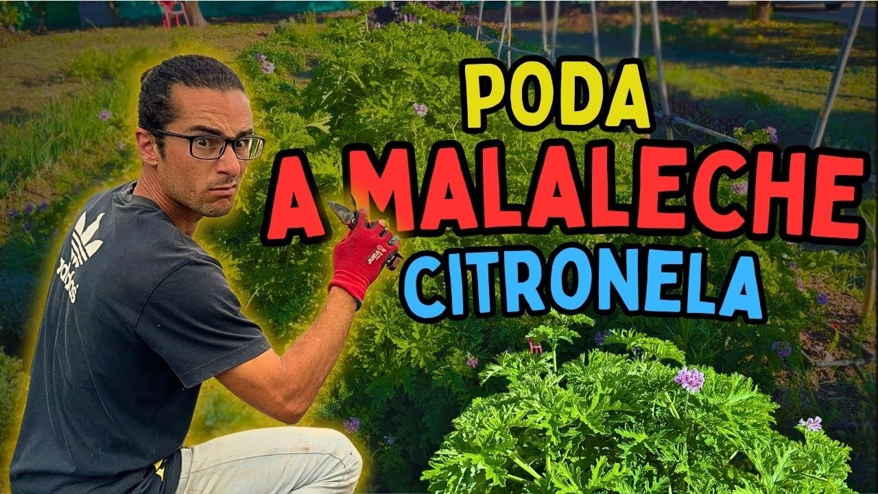 2 Semanas en la Huerta 🌱 Así Cambiaron Los Cultivos (poda de citronela incluida)