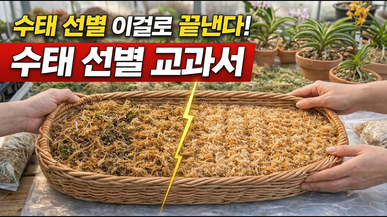 수태 정리, 선별 교과서