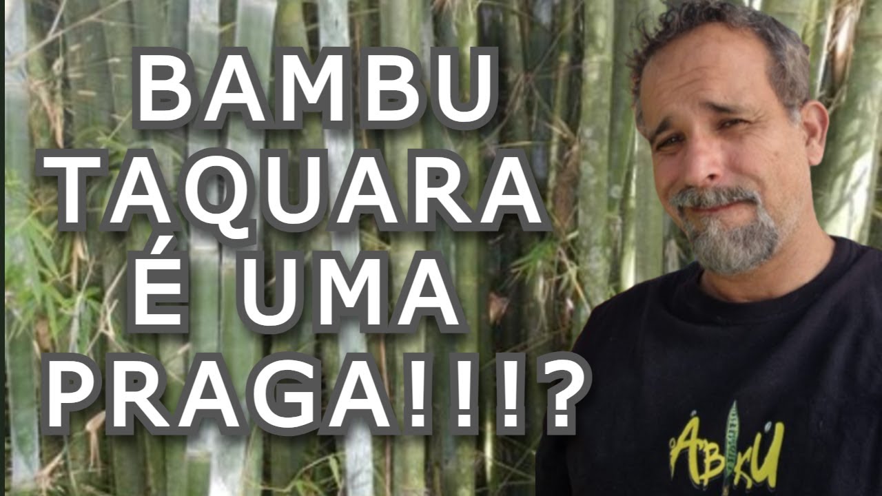CALMA AI!! N&atilde;o &eacute; bem assim, bambu taquara &eacute; mais resistente que o concreto