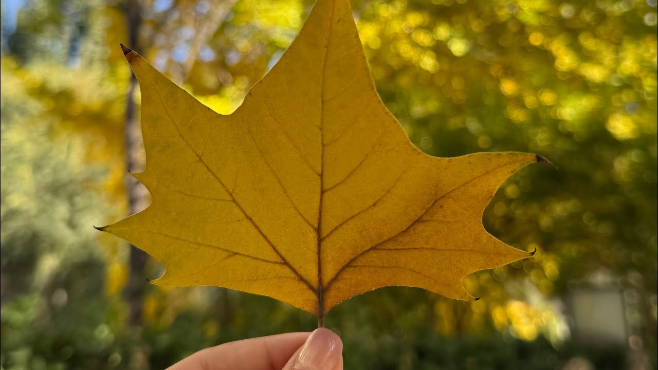 🍁Autumn walk in Beijing
