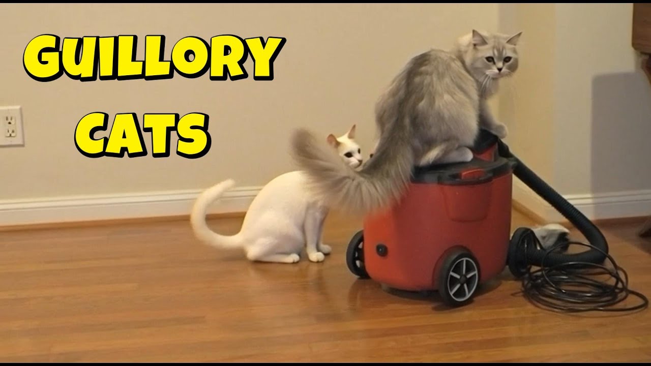 What Are The Guillory Cats Doing On Thursday? 😻