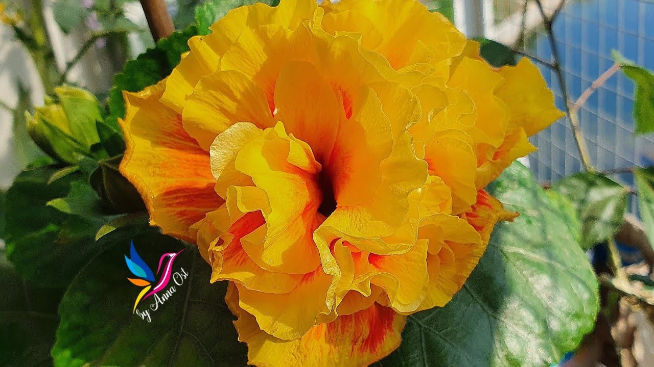 #Гибискус #SambaDancer. Гибискус Samba Dancer