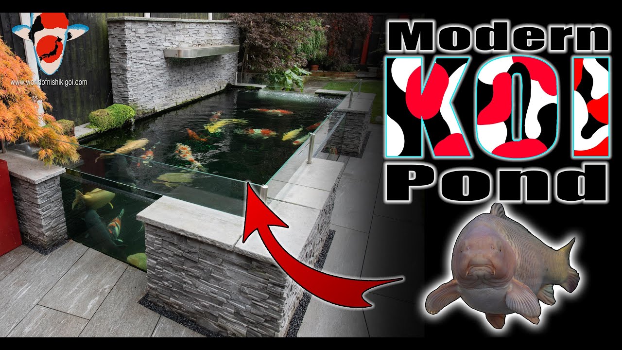 Современный пруд для карпов кои объемом 4000 галлонов + большая коллекция карпов кои