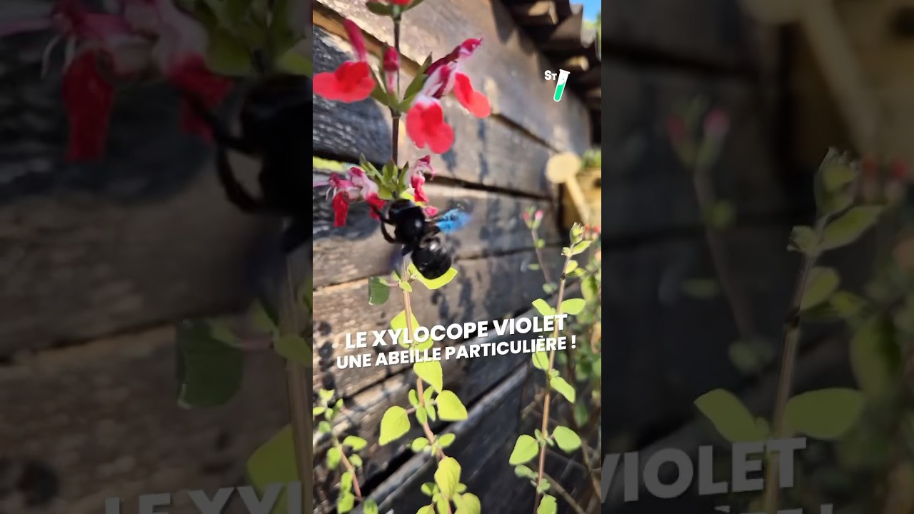 Ceci n’est pas un frelon ! 