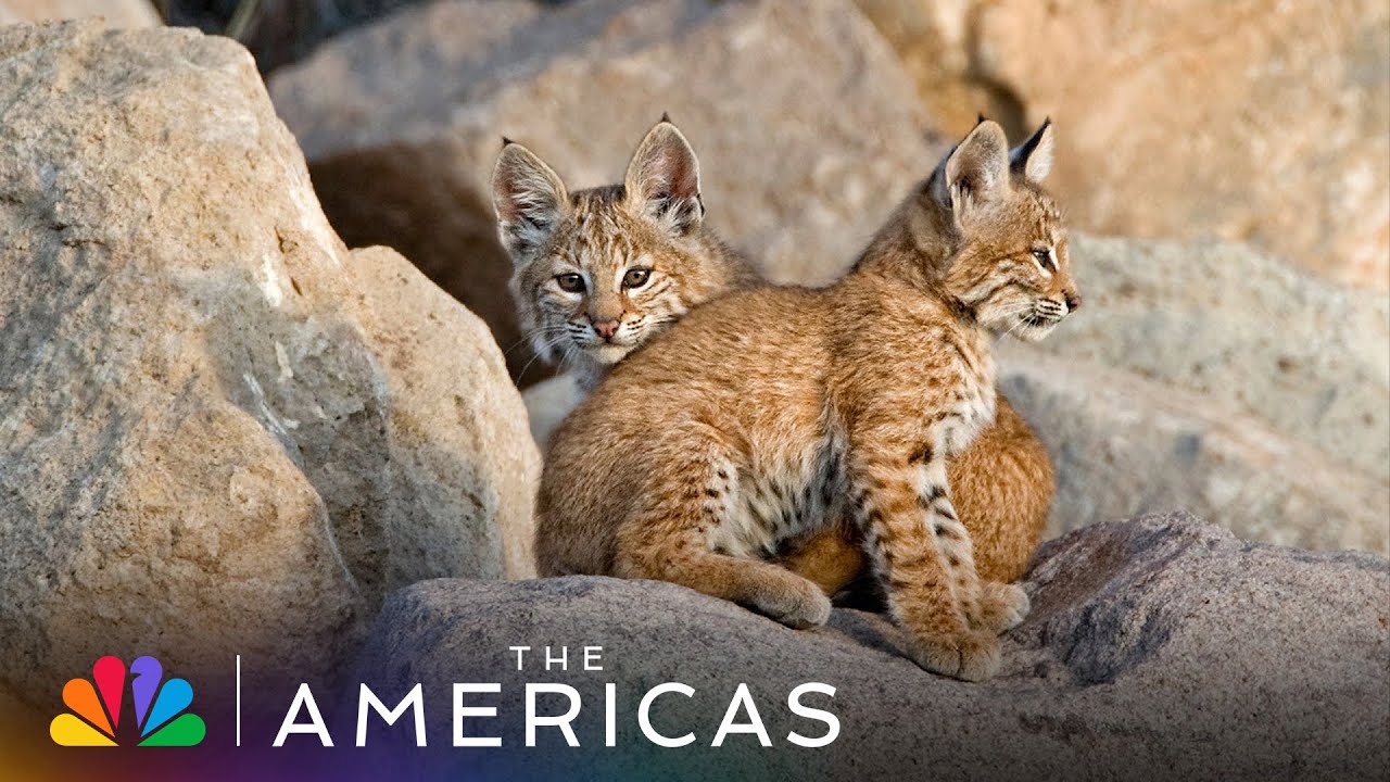 Tom Hanks Narrates Thirsty Bobcats Gulping Water | The Americas | NBC