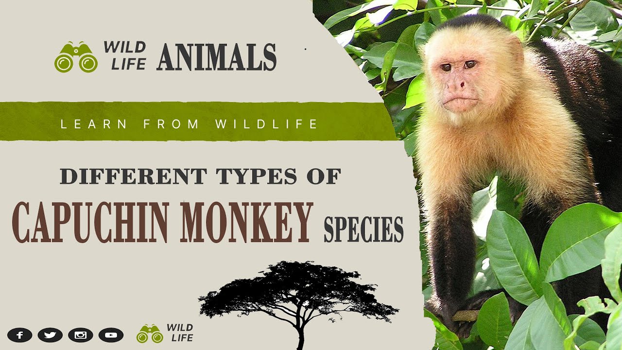 Capuchin Monkey II Different Types of Capuchin Monkey Species Name II Scientific Name ll Location ll