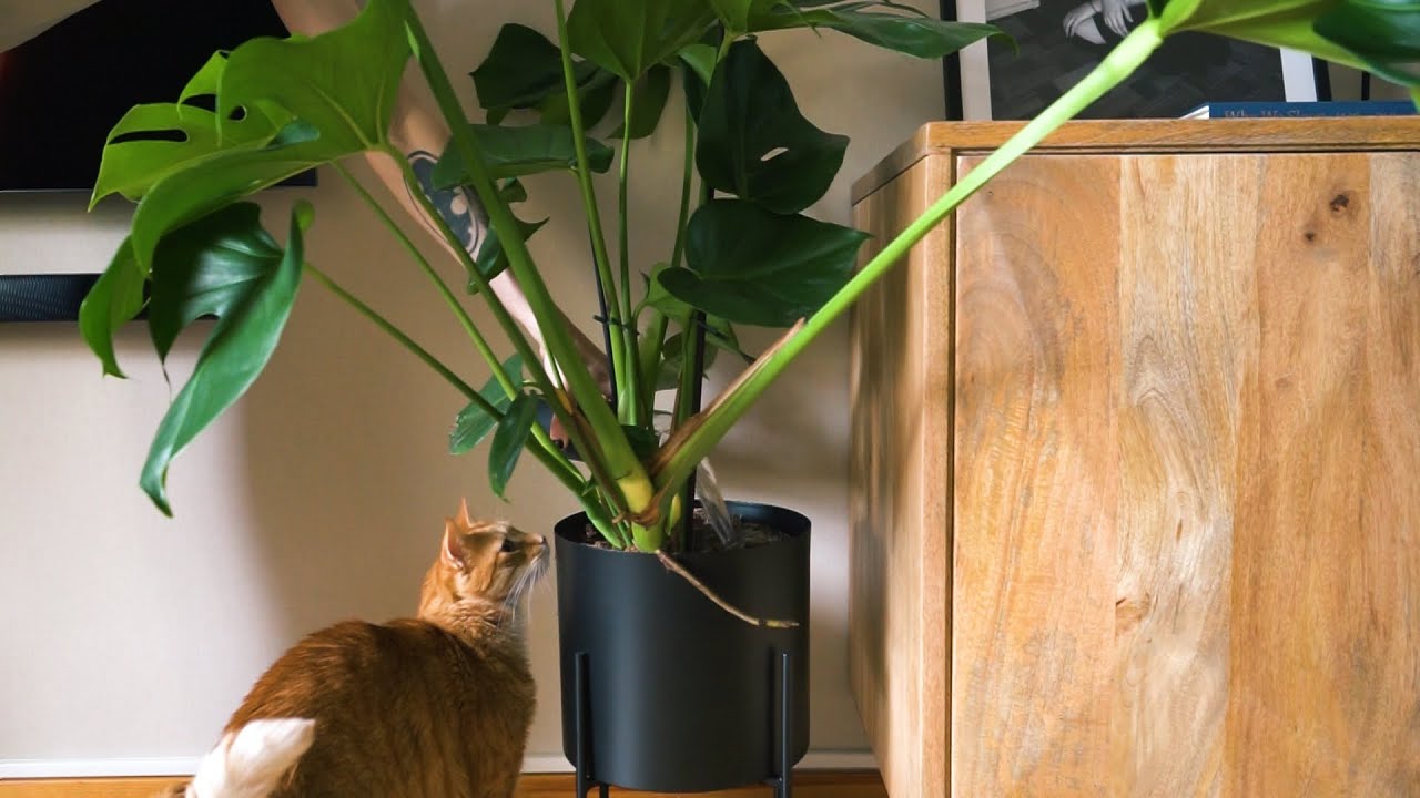 What Else Have I Been Starting Collecting?