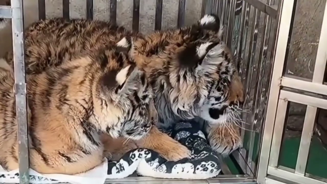 The three little tigers were so happy together.🐯❤️