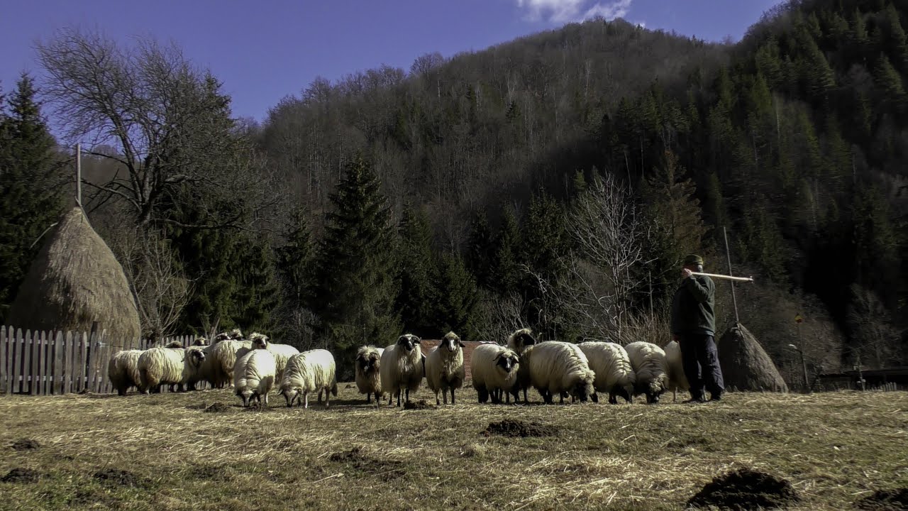 Oile lui Nicu Daj din Cheile Taii Petrila! Nu uitati sa dati un Like si sa va abonati !