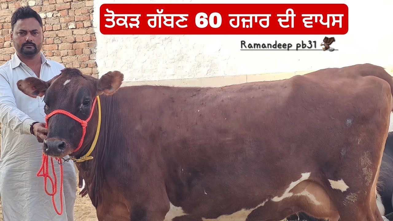  ਜਰਸੀ ਨਗੀਨਾਂ ਤਿੰਨ ਮੱਝਾਂ ਸੂਈਆ ਹੋਈਆ ਨਾਲ 13 ਗਾਵਾਂ ਸਾਰੀਆ ਬੱਬੂ ਕੋਲ ਸੋਹਣੇ ਪਸ਼ੂ ਹੁੰਦੇ ਨੇ ਵੀਰ ਕੋਲ ਜਾਇਜ ਰੇਟ। 