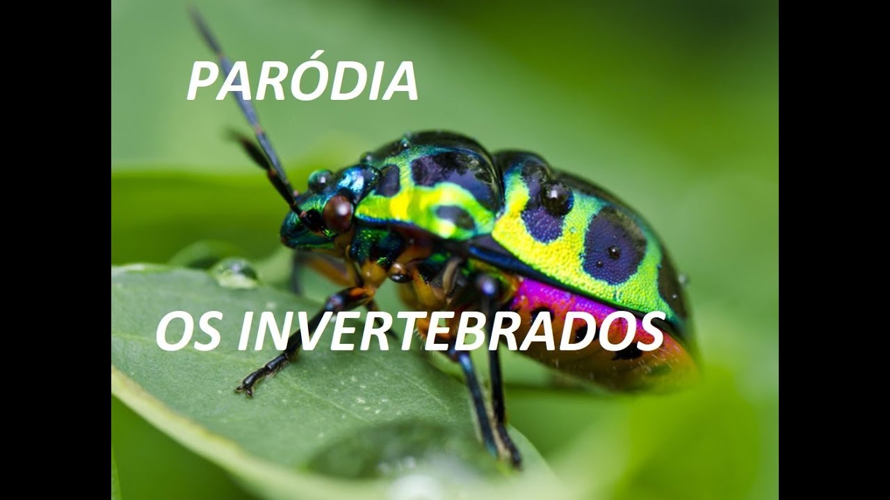 parodia invertebrados - prof.tanio