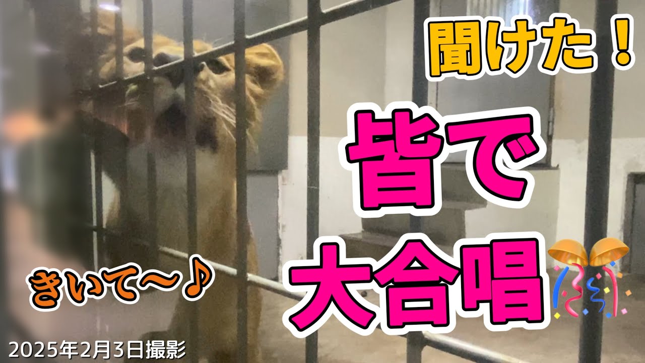 《釧路市動物園ライオン》私できるよ！旭山に届けフウの声🥹新天地で仲間と大合唱✨オリトファミリー娘物語vol625Can do it!Her voice as it reached home.Lion