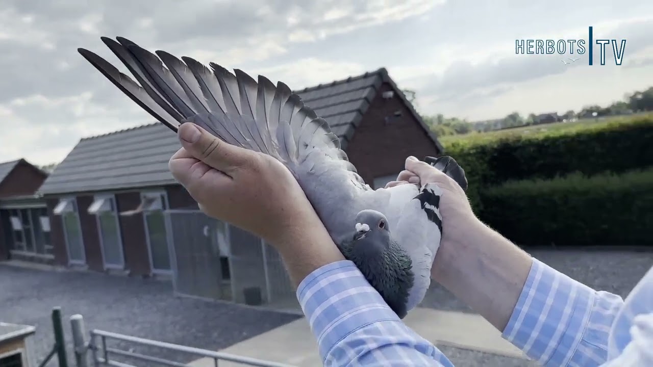 Casaert-Sénéchal (Russeignies): 1st National Bourges 24,006 old birds 2024