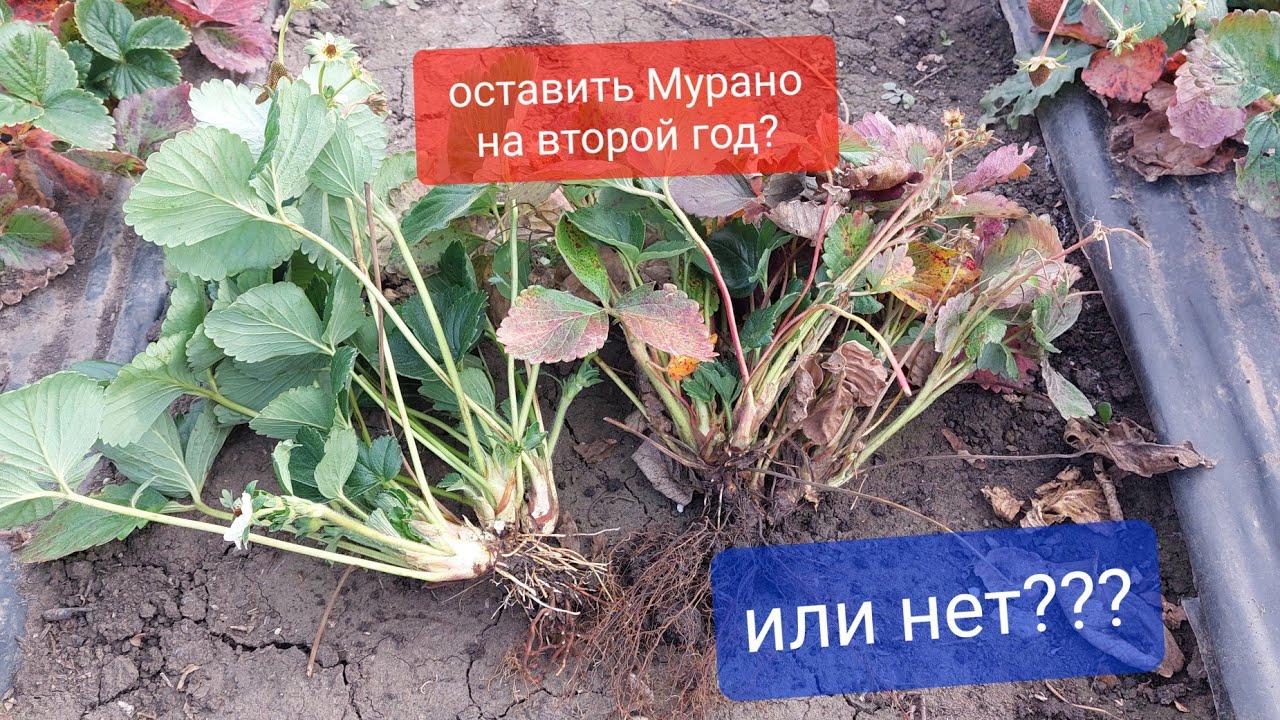 Ремонтантные Сорта Клубники! Оставлять на второй год или нет??? наглядный пример