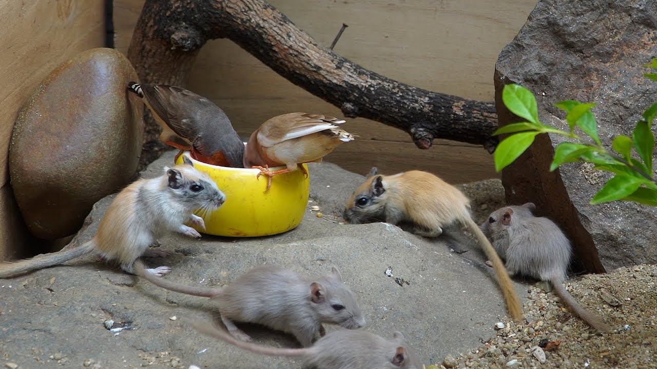 Cat TV | Cat Games 😻 Mice jerry hole Fun | 24 hour Mouse videos for Kittens | Catching REAL Mouse