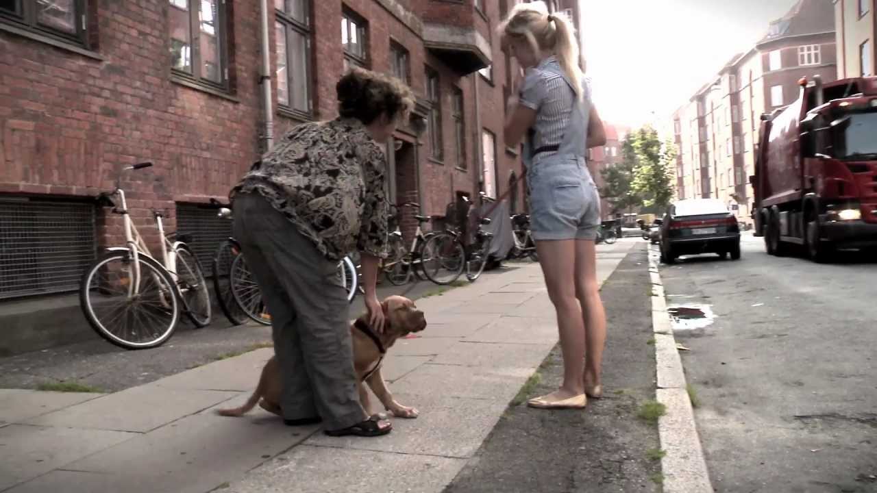 Socialisering af ny hvalp