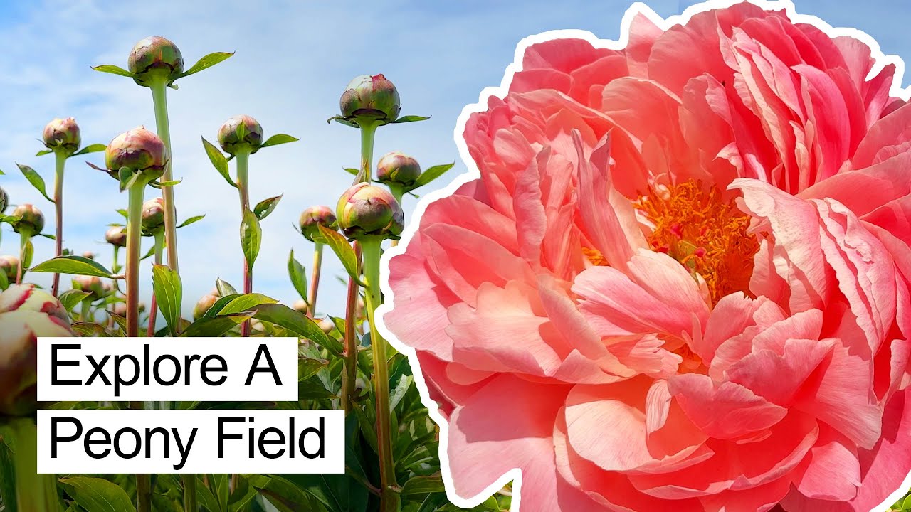 Visiting a Peony Field for the First Time in Salem, Oregon, Plus more Gardens & Farms!