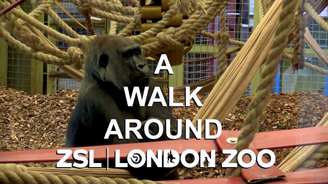 A walk around London Zoo #london