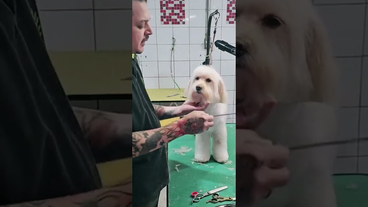 Como fazer a carinha do cachorro,dois corte diferente,bem fácil de fazer. 