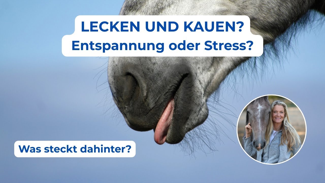 Lecken und Kauen beim Pferd? | Entspannung oder gestresstes Pferd? | Körpersprache richtig verstehen