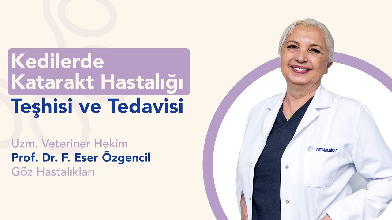 Kedilerde Katarakt Hastalığı Teşhisi ve Tedavisi | Prof. Dr. F. Eser Özgencil