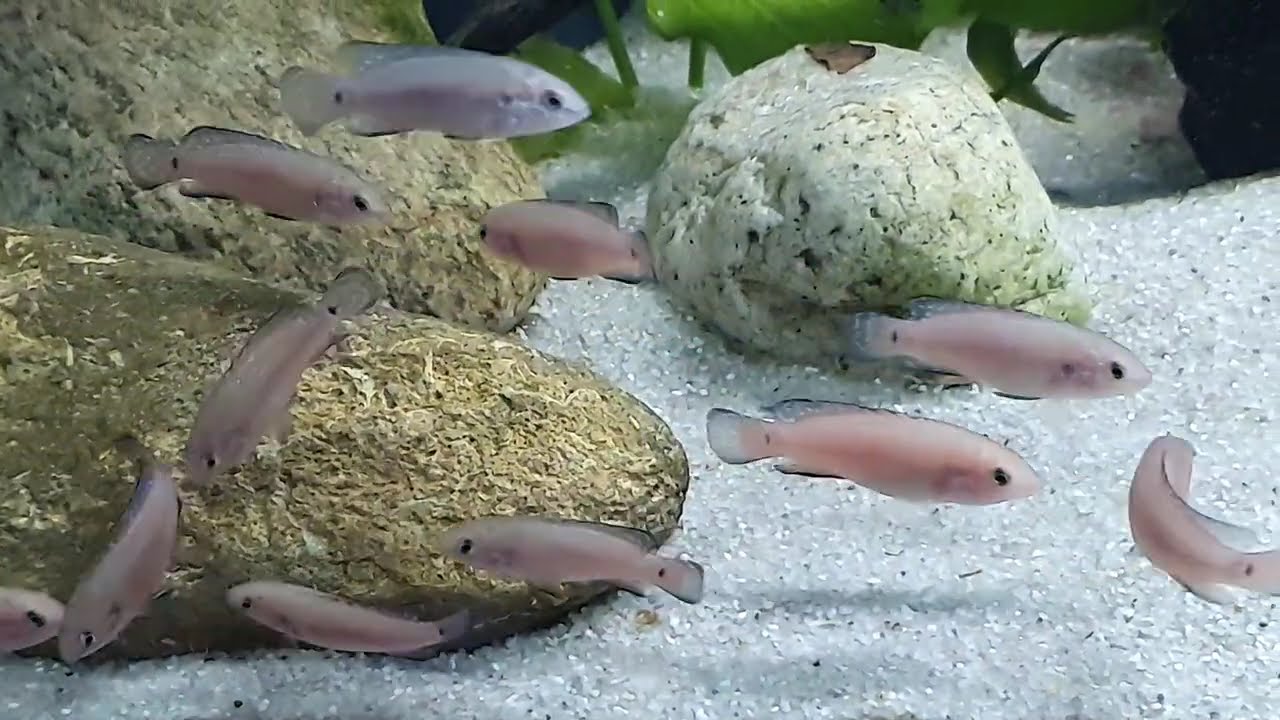Hemichromis exsul - der rote Turkana Buntbarsch, Roter Juwelenbuntbarsch  Jungtiere 4 cm