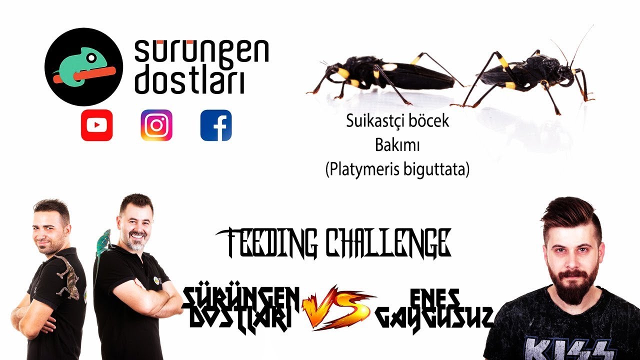 Suikastçi böcek bakımı - Feeding Challenge