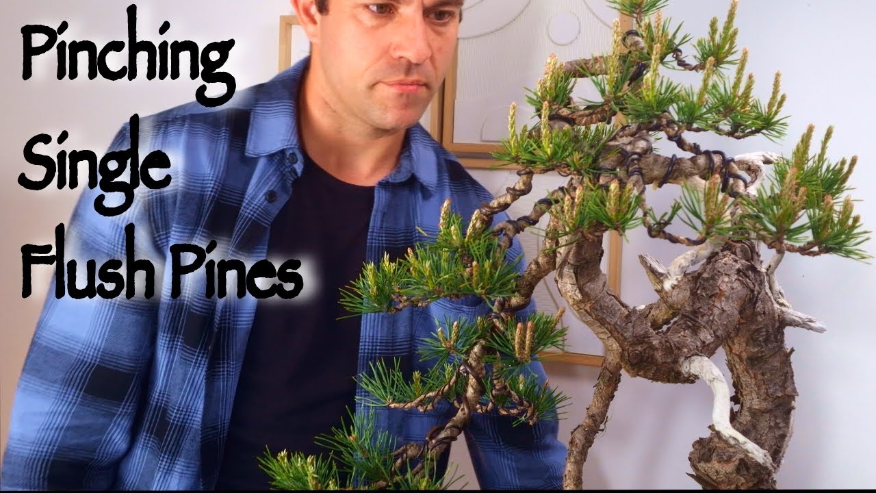 How to Pinch Single Flush Pines-The Quiet Art of Balance in Bonsai