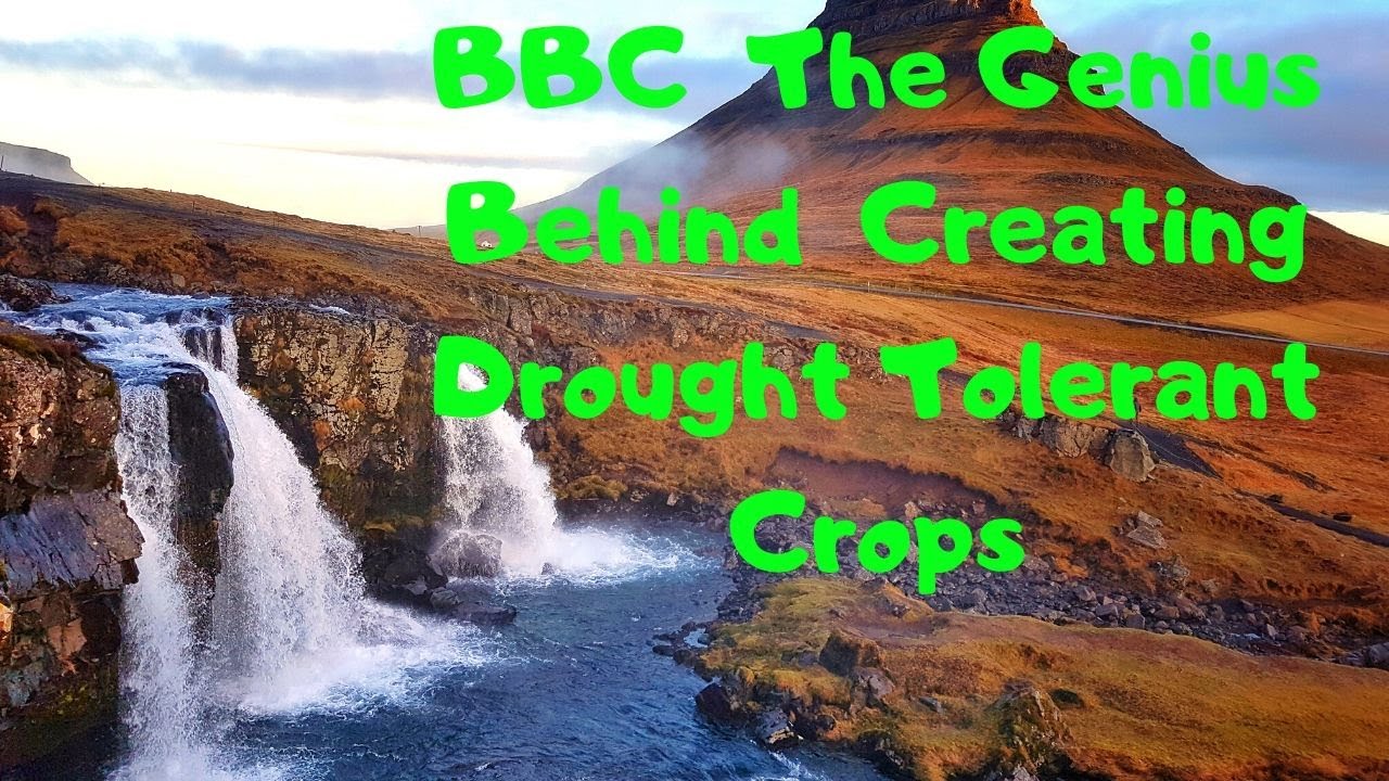 BBC   The Genius Behind   Creating Drought Tolerant Crops