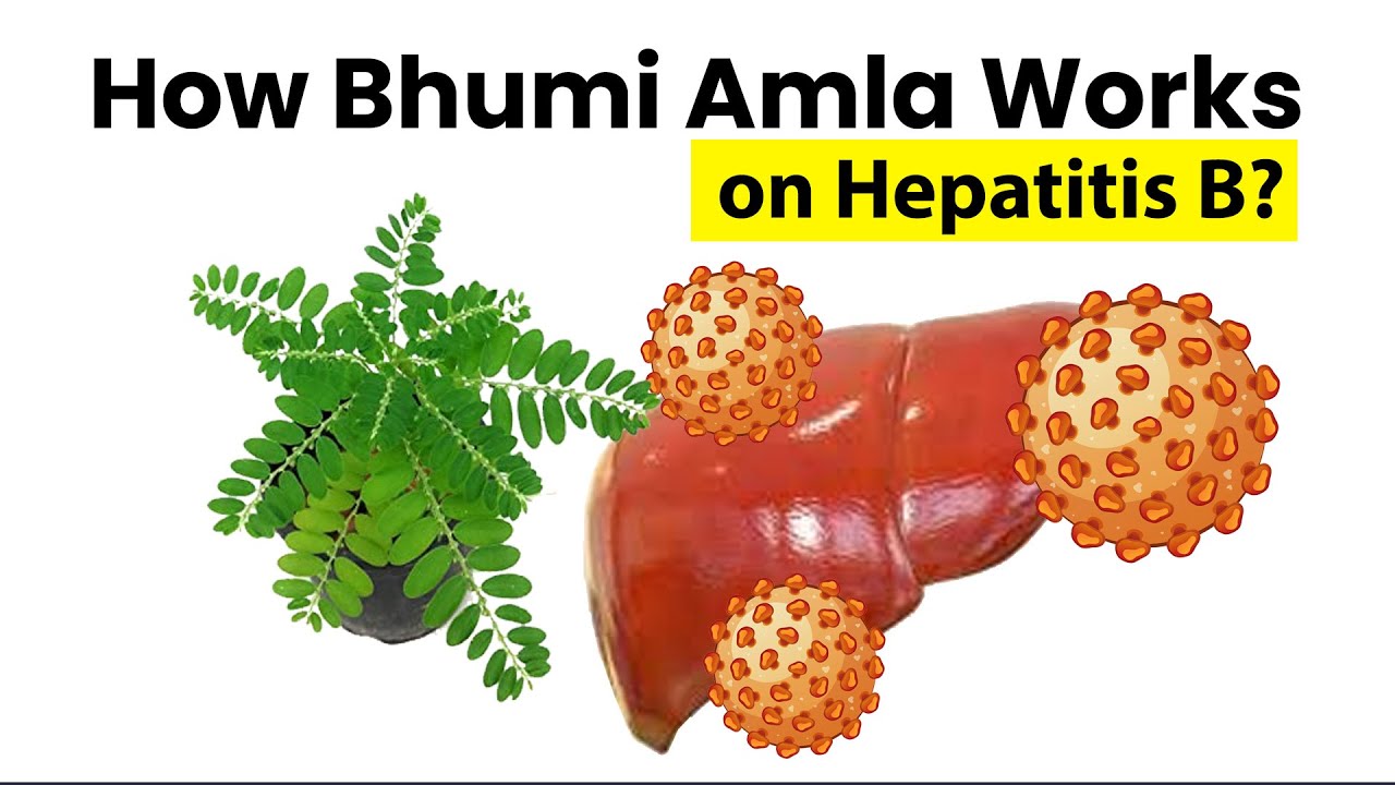 Как действует Бхуми Амла при гепатите B? Английский | Phyllanthus niruri