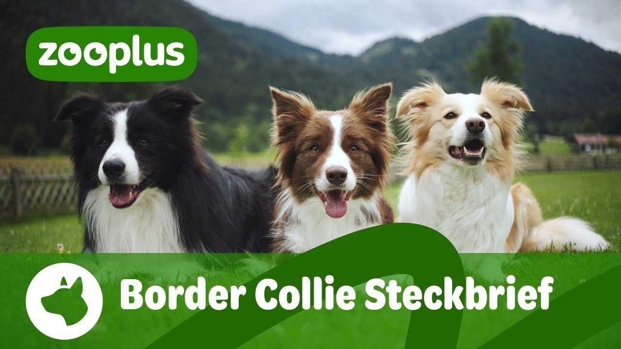 Border Collie Steckbrief: Farben, Gr&ouml;&szlig;e, Alter & Besch&auml;ftigung