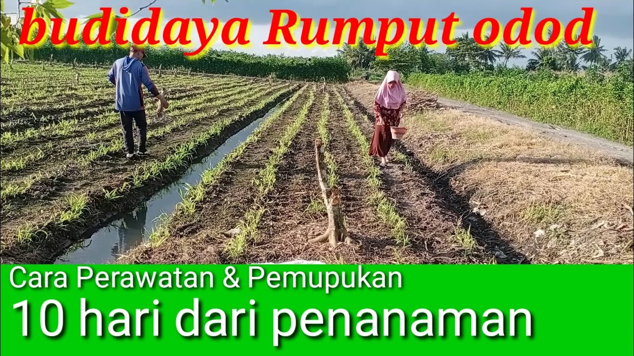 Sewa lahan 45 jt hanya di tanami Rumput odot - Perawatan 10 hari dari penanaman budidaya rumput odot