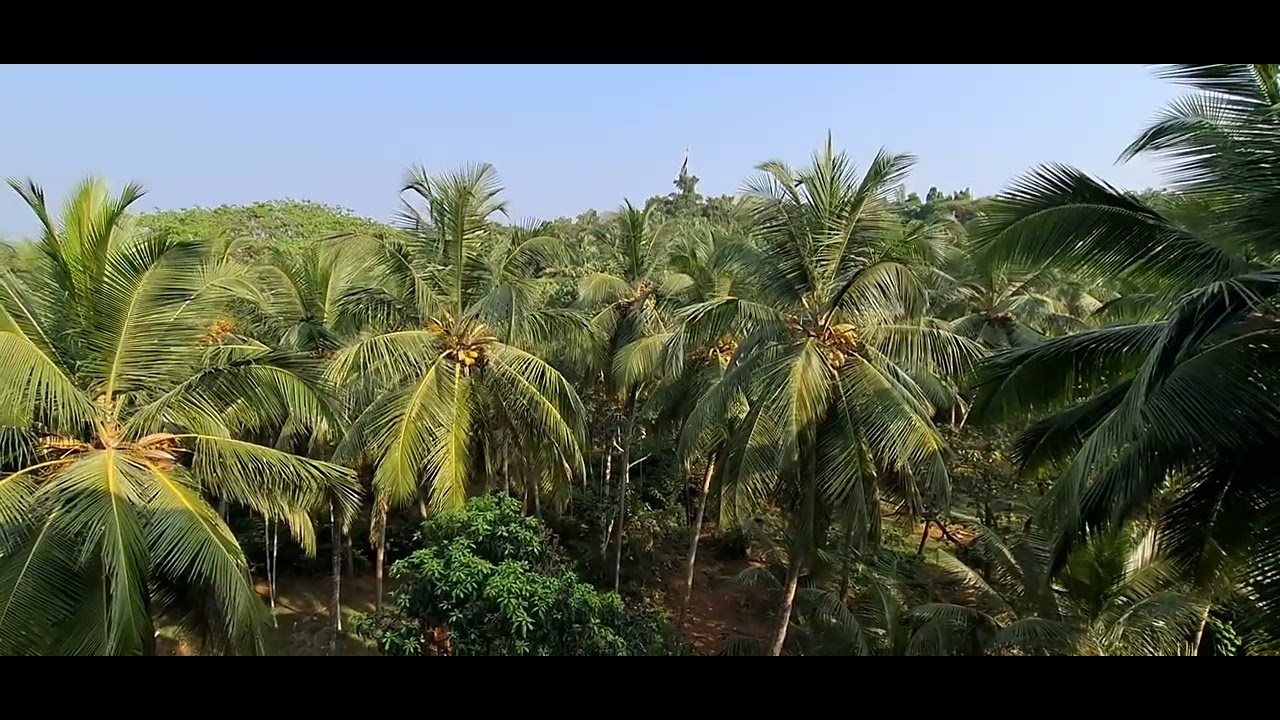 👏🌴 Coconut Trees from the Top — Pure Natural Beauty 🌴👏