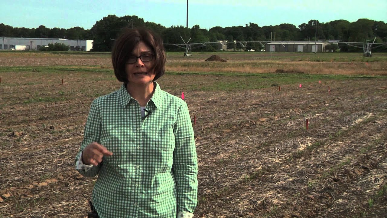 Grain Sorghum Planting