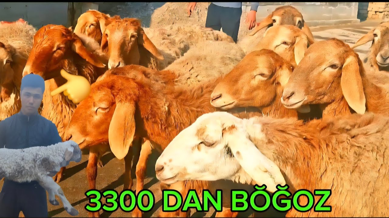 3300DAN NAQ ARASHAN BŎĞOZ SOVLIQ ZŎRLAR KELDI 10 15 KUDA TUĞADI SHOSHILIG ONA BOL ZŎR 500ARZON